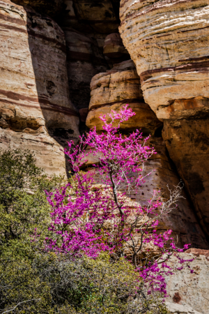 Desert Bloom