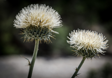 Desert Bokeh