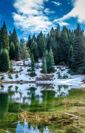 Sequoia Crest