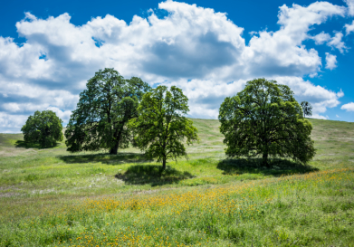 Spring's Splendor